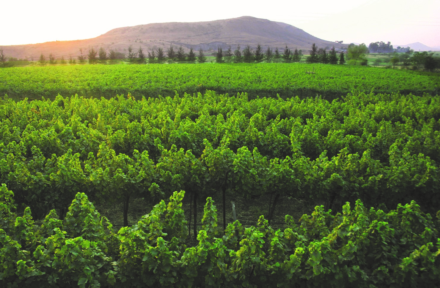 Sula Vineyards
