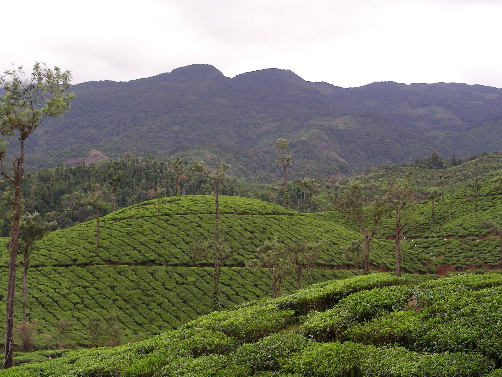 Wayanad